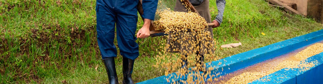 Kahvede Asidite Ne Anlama Gelir? – Detaylı Rehber