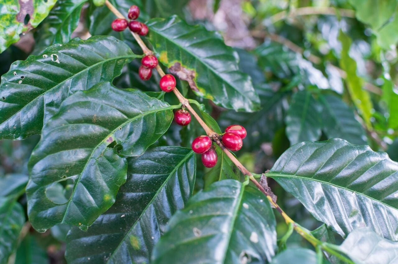 Kahve Çekirdeğinin Yolculuğu: Çiftlikten Fincana